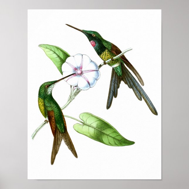 Hummingbird nr 4 Naturhistorik Skriv ut. Poster (Framsidan)