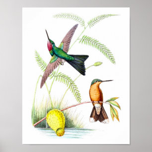 Hummingbird nr 5 Naturhistorik Skriv ut. Poster