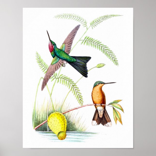 Hummingbird nr 5 Naturhistorik Skriv ut. Poster (Framsidan)