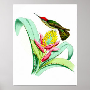 Hummingbird nr 7 Antique bird Poster Print.