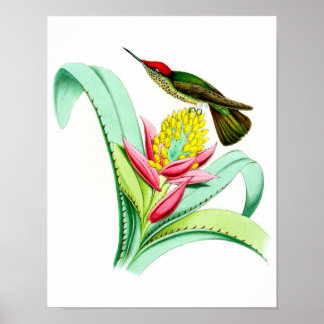 Hummingbird nr 7 Antique bird Poster Print.