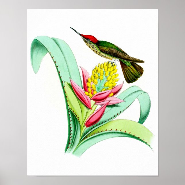 Hummingbird nr 7 Antique bird Poster Print. (Framsidan)