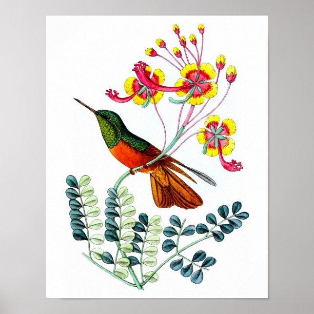 Hummingbird nr 9 Antique bird Poster Print. (Framsidan)