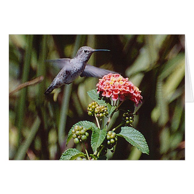 Hummingbird OBS Kort (Framsidan Horizontal)