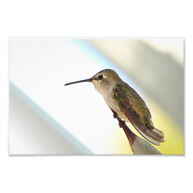 Hummingbird och agave fototryck (Framsidan)