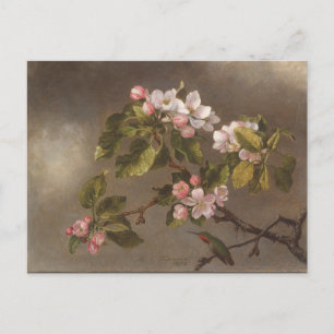 Hummingbird- och äppelBlommar Vykort