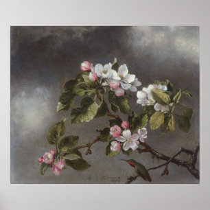 Hummingbird och Apple Blommars Martin J. Heade Poster