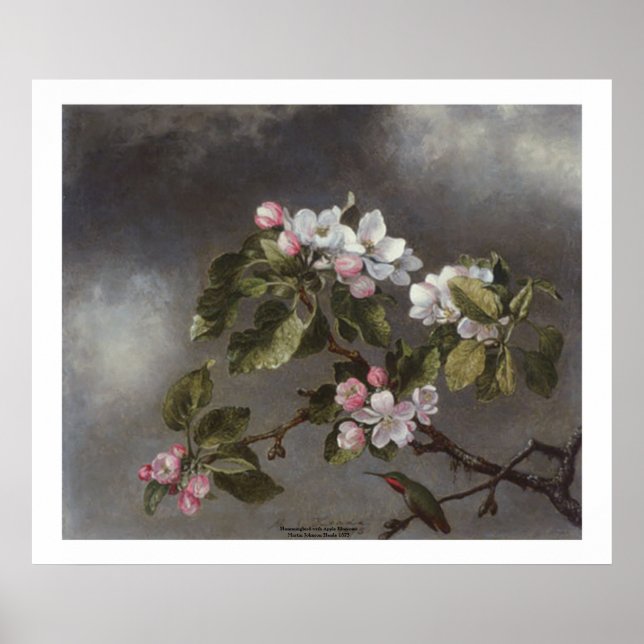 Hummingbird och Apple Blommars Martin J. Heade Poster (Framsidan)