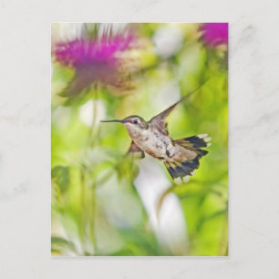 Hummingbird och Bee Balm Vykort