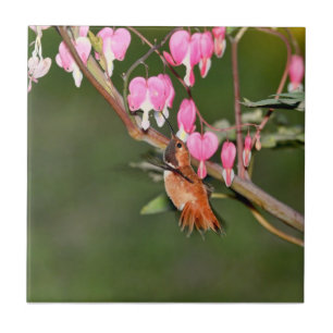 Hummingbird- och blommabild kakelplatta
