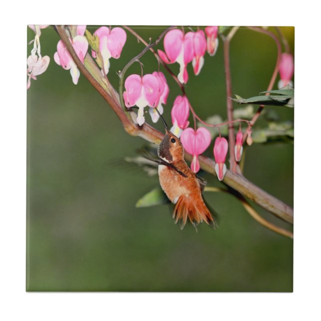 Hummingbird- och blommabild kakelplatta (Framsidan)