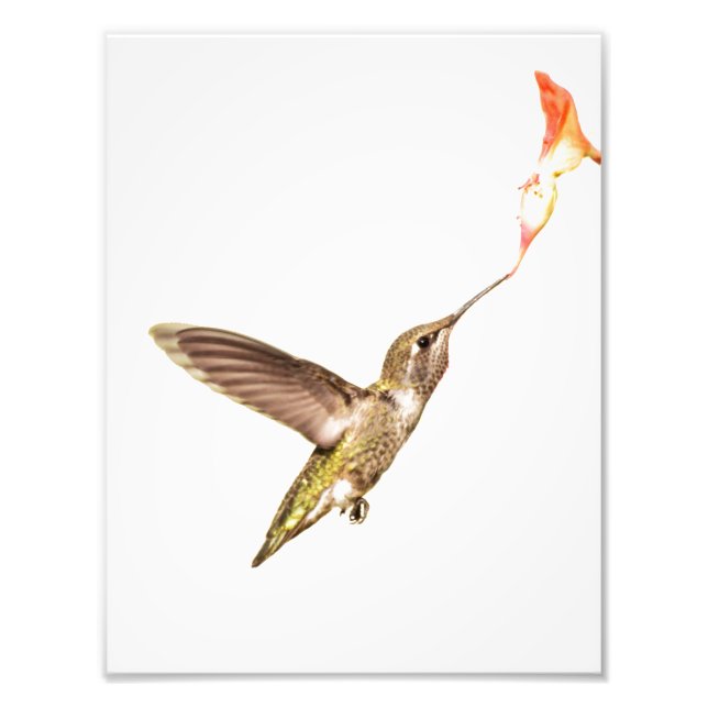 Hummingbird och blomman fototryck (Framsidan)
