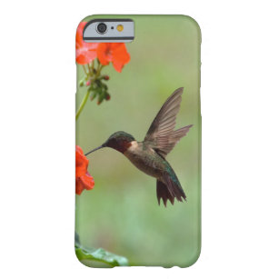 Hummingbird och blommor barely there iPhone 6 fodral