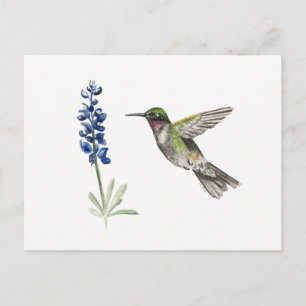 Hummingbird och Bluebonnet Vykort