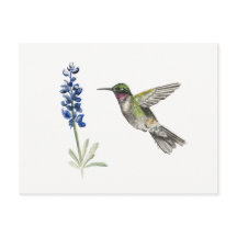 Hummingbird och Bluebonnet