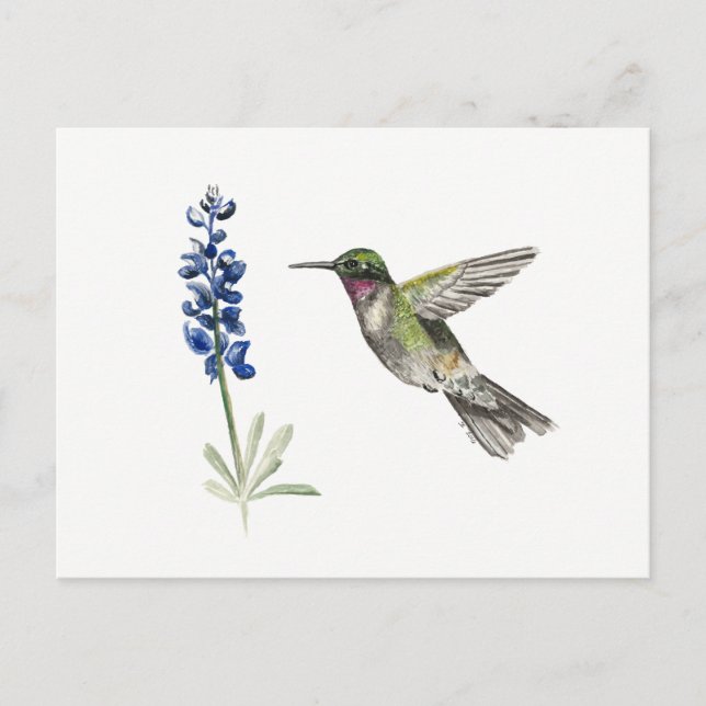 Hummingbird och Bluebonnet Vykort (Framsida)