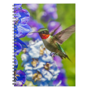 Hummingbird och delfiner anteckningsbok med spiral
