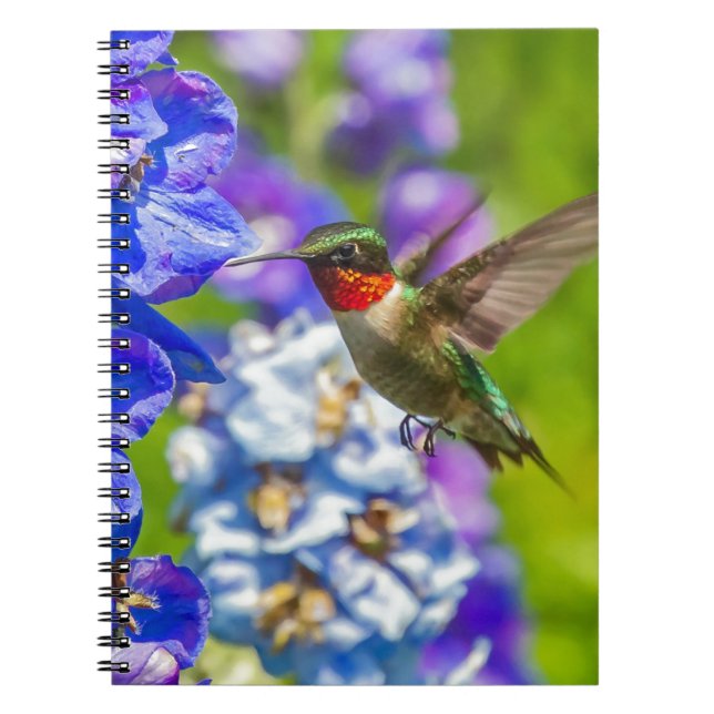 Hummingbird och delfiner anteckningsbok med spiral (Framsidan)