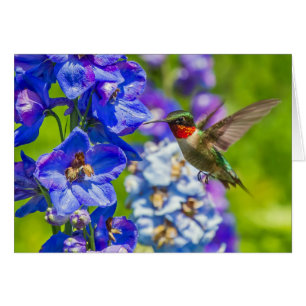 Hummingbird och delfiner hälsningskort