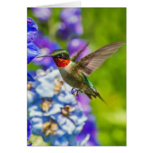 Hummingbird och Delphinium Hälsningskort