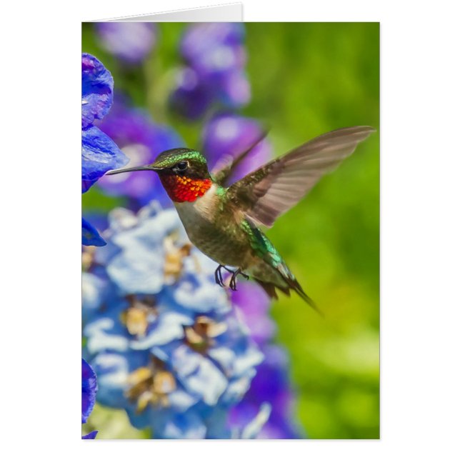Hummingbird och Delphinium Hälsningskort (Framsidan)
