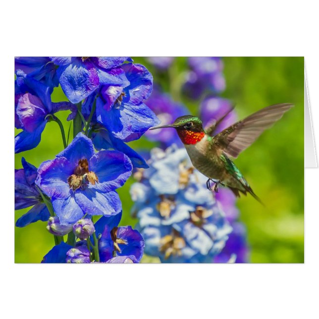 Hummingbird och Delphinium Hälsningskort (Framsidan Horizontal)