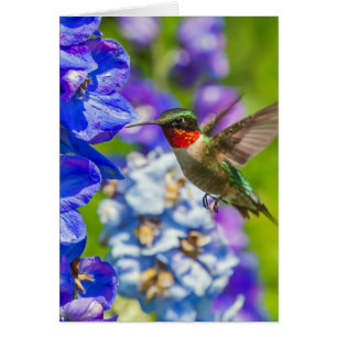 Hummingbird och Delphinium Hälsningskort
