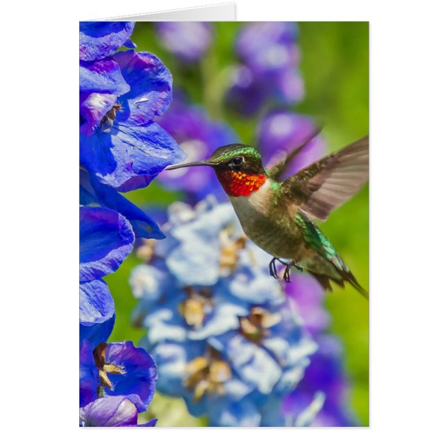 Hummingbird och Delphinium Hälsningskort (Framsidan)