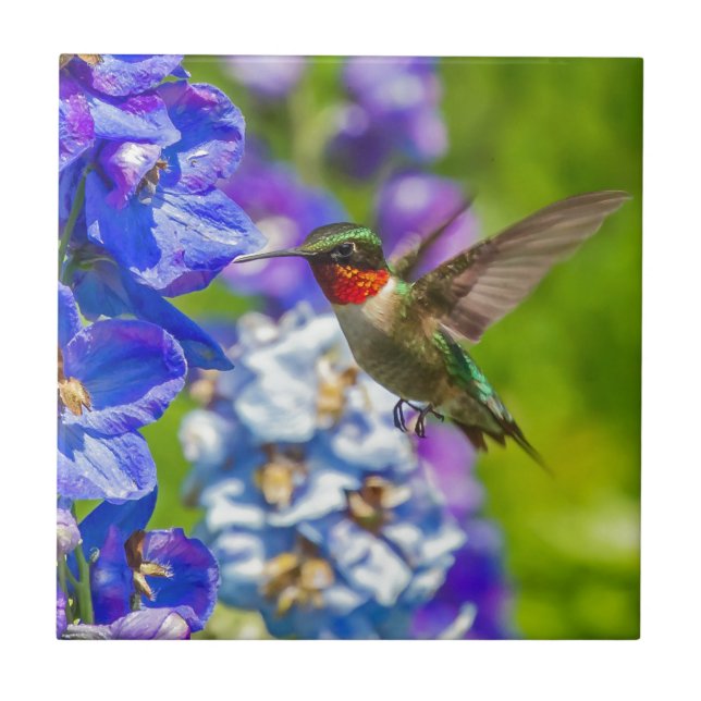 Hummingbird och Delphinium Kakelplatta (Framsidan)