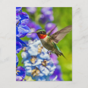 Hummingbird och Delphinium Vykort