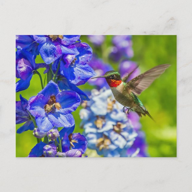 Hummingbird och Delphinium Vykort (Framsida)
