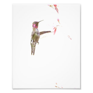 Hummingbird och enkelblomma fototryck