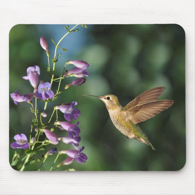 Hummingbird och Flower Musmatta (Framsidan)