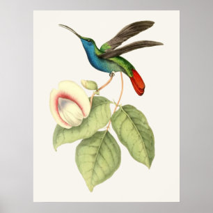 Hummingbird och Flower Poster