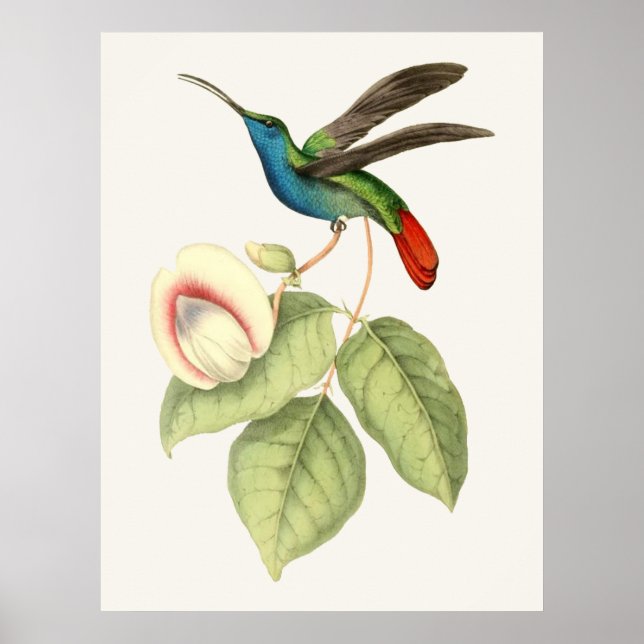 Hummingbird och Flower Poster (Framsidan)