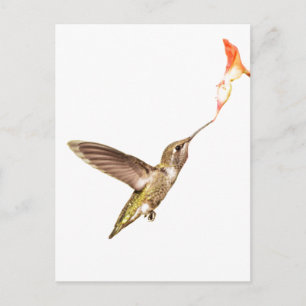 Hummingbird och Flower Vykort