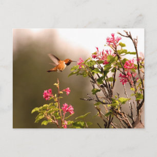 Hummingbird och Flowers Vykort