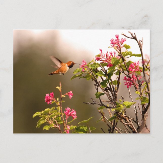 Hummingbird och Flowers Vykort (Framsida)