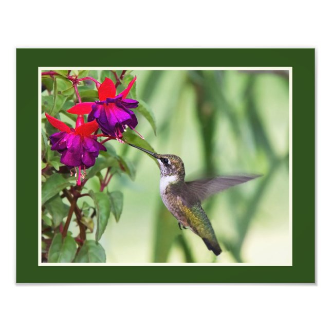 Hummingbird och Fuchsia Fototryck (Framsidan)