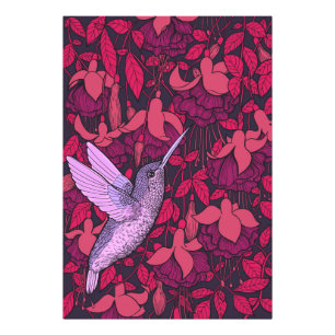 Hummingbird och fuchsia violet fototryck