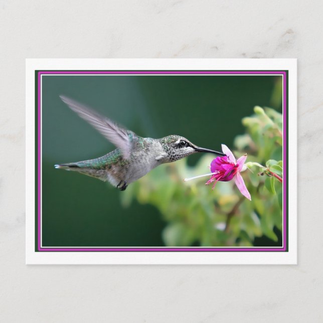 Hummingbird och Fuchsia Vykort (Framsida)