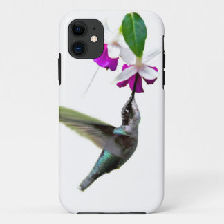 Hummingbird och Fuschia
