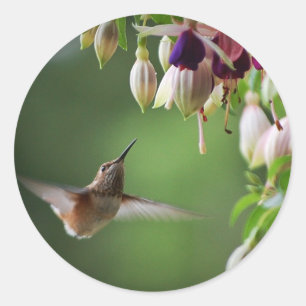 Hummingbird- och Fushia blommaväxtklistermärke Runt Klistermärke