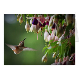 Hummingbird och Fushia Plant Hälsningskort