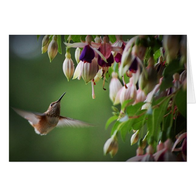 Hummingbird och Fushia Plant Hälsningskort (Framsidan Horizontal)