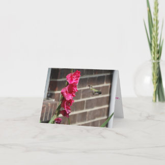 Hummingbird och Gladiola Flower Kort