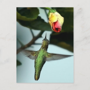 Hummingbird och Gul ros Vykort