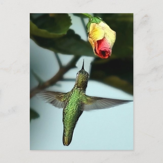 Hummingbird och Gul ros Vykort (Framsida)