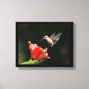 Hummingbird och Hibiscus Canvastryck
