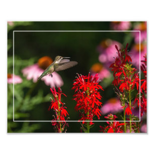 Hummingbird och kardinalblomma fototryck